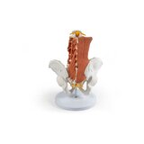 Pelvis masculina, columna lumbar con músculos