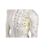 Figura de acupuntura china, hombre