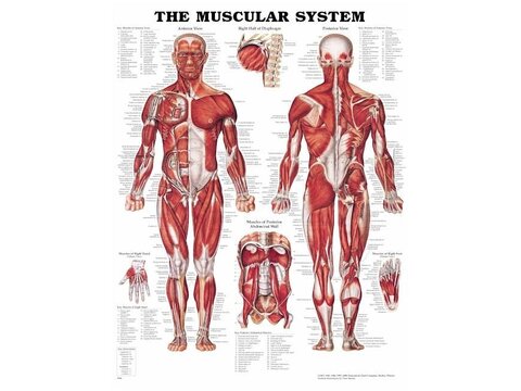 Anatomiajulisteet
