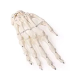 Esqueleto de la mano con numeración de los huesos