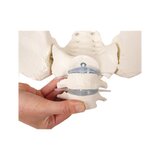 Pelvis femenina con sacro, 2 vértebras lumbares y muñones femorales, flexible