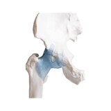 Hip joint model with ligaments with stand