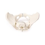 Pelvis femenina con 2 vértebras lumbares, montada de forma flexible