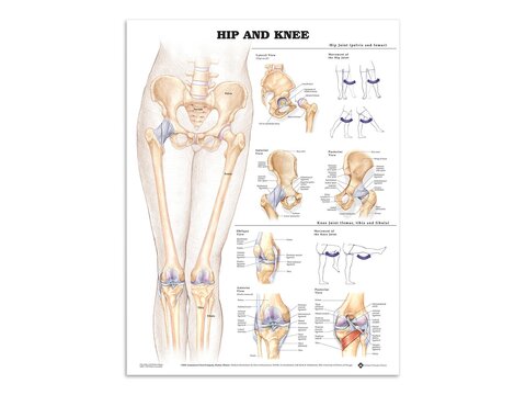 Pósteres sobre pie, cadera y rodilla