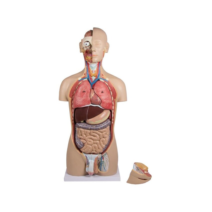 Detailed torso model with 27 removable parts (light-skinned and interchangeable genitals)