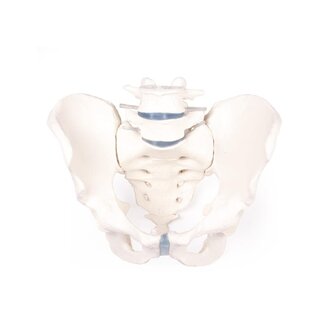 Pelvis masculina con sacro y 2 vértebras lumbares