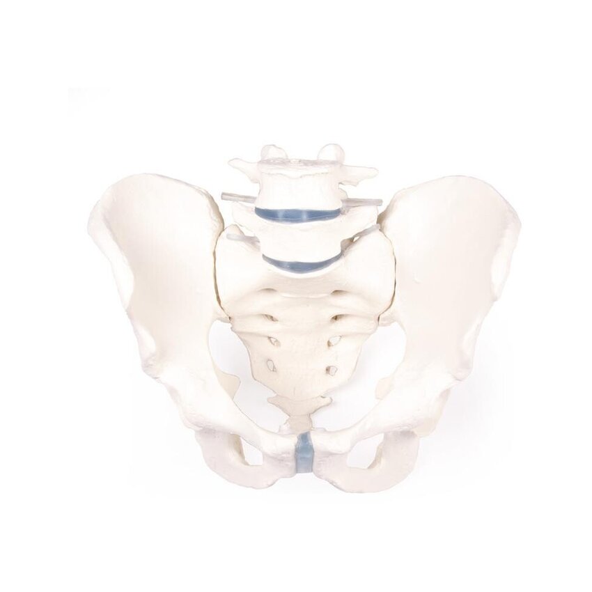 Pelvis masculina con sacro y 2 vértebras lumbares