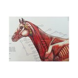 6 carteles de caballos en formato volteable