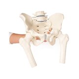 Pelvis masculina con sacro, 2 vértebras lumbares y muñones femorales