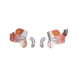 Detailed torso model with 27 removable parts (light-skinned and interchangeable genitals)