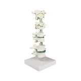Vertebra collection, 8 vertebrae with stand