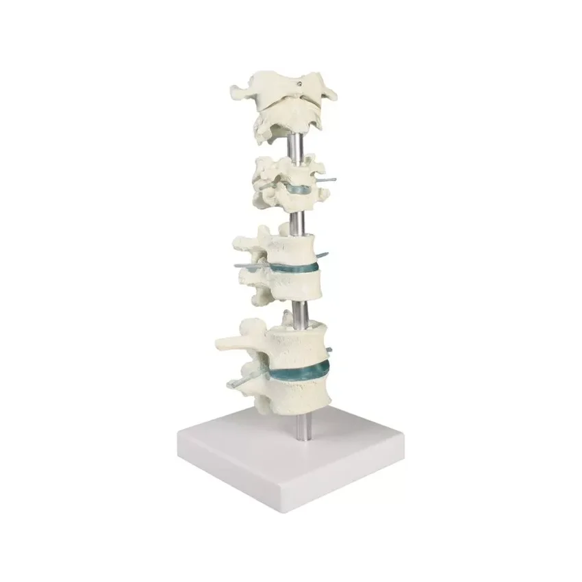 Vertebra collection, 8 vertebrae with stand