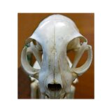 Esqueleto de gato real (Felis catus) con articulaciones flexibles