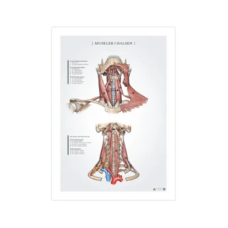Póster de anatomía de los músculos del cuello 50x70 mm