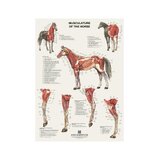 6 carteles de caballos en formato volteable