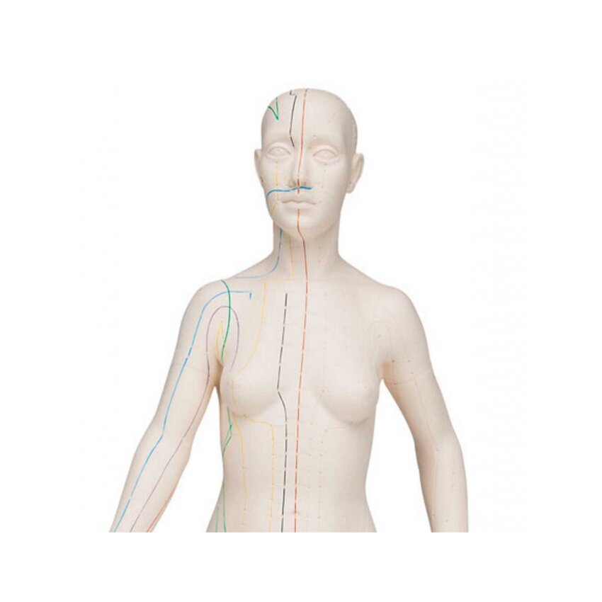 Modelo de acupuntura 70 cm - Mujer